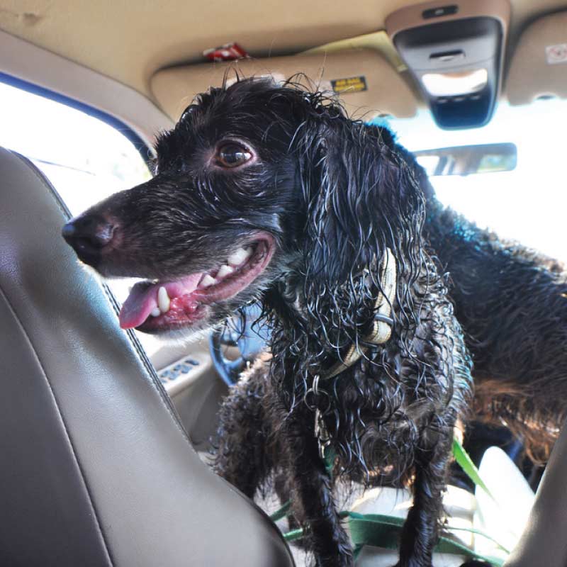 Mucky Pets